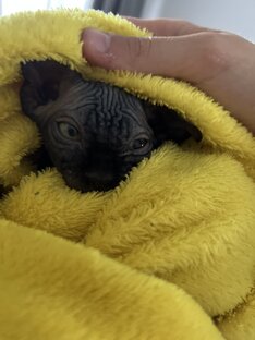 Милый котик 