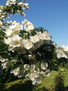 Рассказ "В гости к маме мужа"