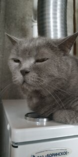 5000 СЛОВ НА АНГЛИЙСКОМ