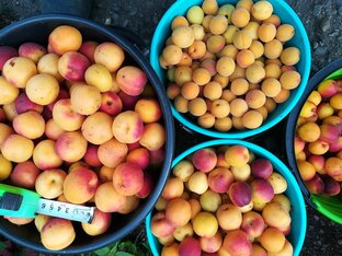 О сеянцах косточковых и орехоплодных культур