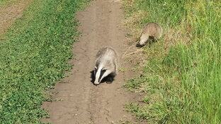 Заметки, фотозагадки о природе