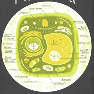 Всё о растениях