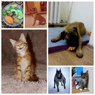 Истории знакомства с хвостами