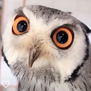 Окололитературное