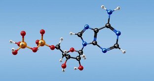 Молекула АТФ - оптимум или случайность?