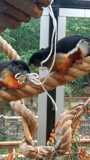 Белка Привоста. 