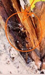 НЕЗАМЕТНЫЕ ЗВЕРИ 