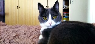 Варюшик-лягушик