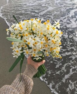 Растения 