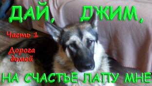 Дай, Джим, на счастье лапу мне