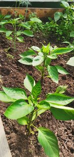 Уход за овощами на даче 