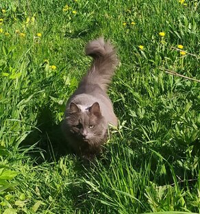 Истории  кота Федора и других животных.