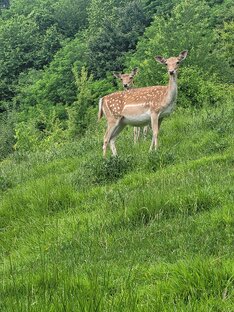 Словения, Рогашка Слатина в новых реалиях