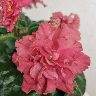 Цветы под музыку. 