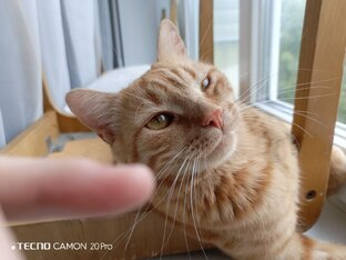 Инсайды и котики