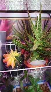 🌵Кактусы и суккуленты🌵