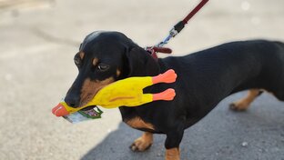 Путешествия по России с собакой 🐶 вместе