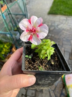 Размножение растений черенкование, деление, посев 