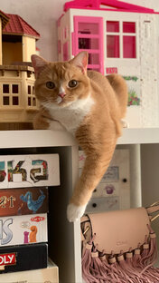 Мой Рыжий🫶