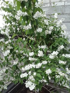 Дача и поделки🌺🌼