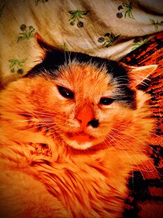 Котя в ярости 😨😨😨😨