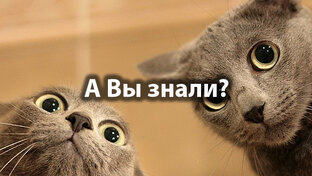 А вы знали?