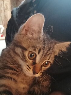 Дневник кошки-засланки