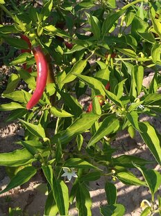 Дела огородные и приусадебные