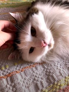 Рассказы от котов