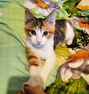 Фрося - шкодная любимая кошечка