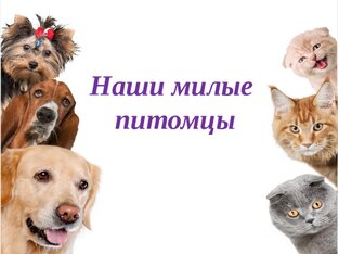 Наши коты🐾