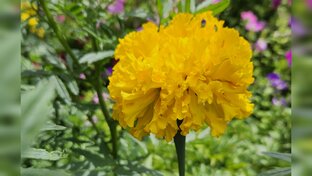 Ботанические разборы