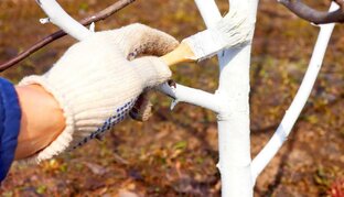 Уход за растениями