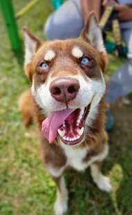 Эклер
