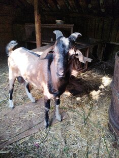 Моё хозяйство.моего дворика.