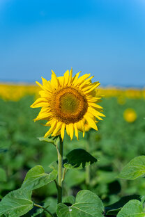 Волгоградская область