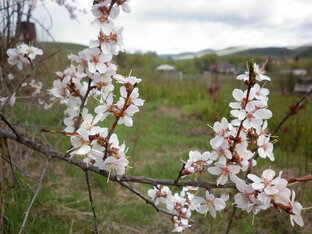 Каким должен быть сад в условиях Сибири?