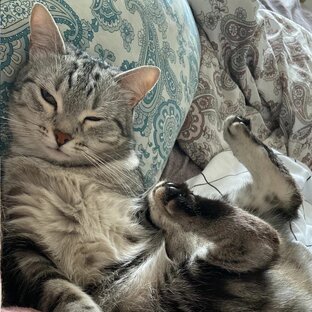 Кошачьи сплюшки