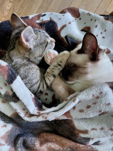 У меня появился кот! - полезные советы новичкам и не только