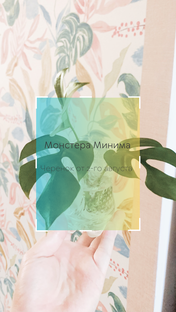 Монстера Минима 