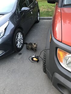 Котофото: пришел и ждет еды