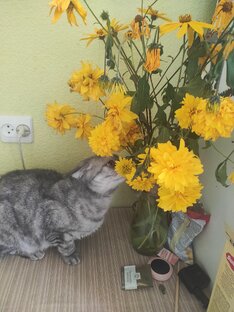 ✨Совместные Проекты✨