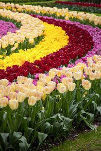 Тюльпаны в Османской Империи