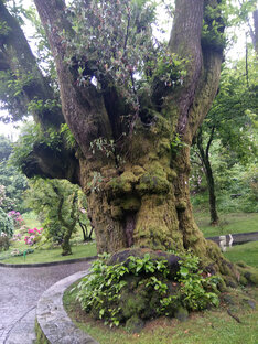 Легенды и мифы  Италии. 