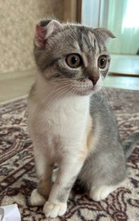 Кошка Сима
