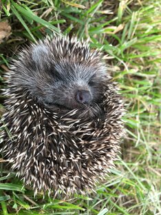 Животные в деревне