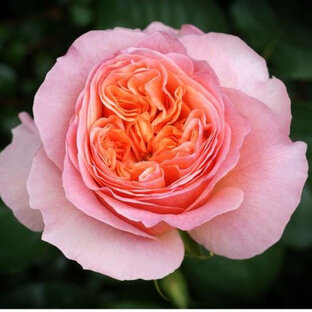 Растения для сада и огорода