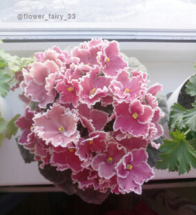 О фиалках: как с ними подружиться