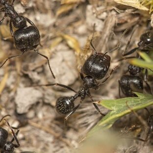 О моих муравьях и муравьях всего мира 