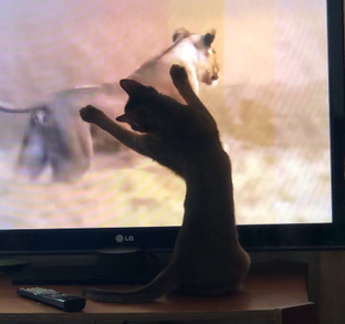 Чем занять кота